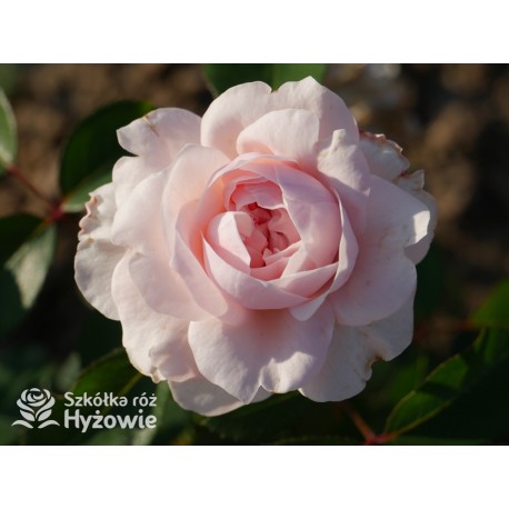 Sabrina® Pokaźne kwiaty, nabite płatkami, jasnoróżowej barwy, bardzo przyjemnie pachnie.  Lśniący liść. Wysoki krzew.