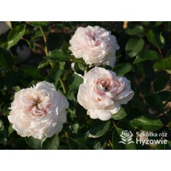 Sabrina® Pokaźne kwiaty, nabite płatkami, jasnoróżowej barwy, bardzo przyjemnie pachnie.  Lśniący liść. Wysoki krzew.