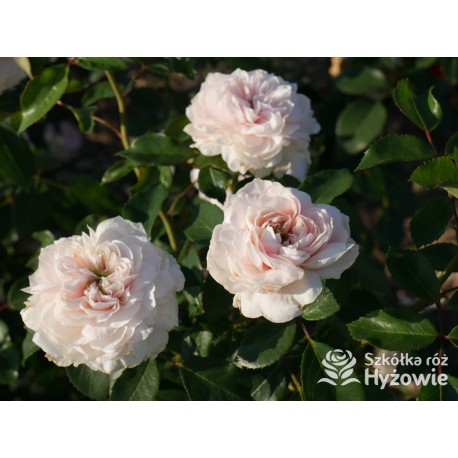 Sabrina® Pokaźne kwiaty, nabite płatkami, jasnoróżowej barwy, bardzo przyjemnie pachnie.  Lśniący liść. Wysoki krzew.