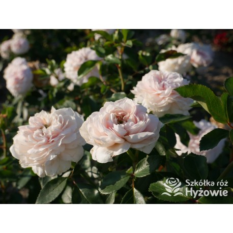 Sabrina® Pokaźne kwiaty, nabite płatkami, jasnoróżowej barwy, bardzo przyjemnie pachnie.  Lśniący liść. Wysoki krzew.