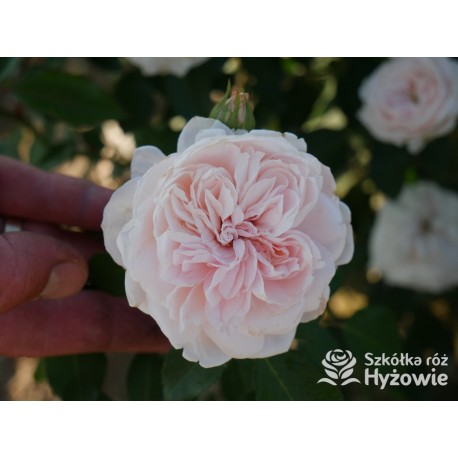 Sabrina® Pokaźne kwiaty, nabite płatkami, jasnoróżowej barwy, bardzo przyjemnie pachnie.  Lśniący liść. Wysoki krzew.