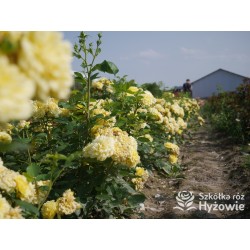 Yellow Meilove® / Anny Duperey® Duże kwiaty, nabite płatkami, żółtej barwy, bardzo przyjemnie pachnie. Lśniący liść. Niski krzew