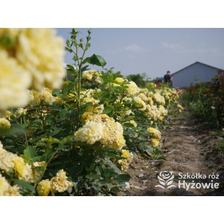 Yellow Meilove® / Anny Duperey® Duże kwiaty, nabite płatkami, żółtej barwy, bardzo przyjemnie pachnie. Lśniący liść. Niski krzew