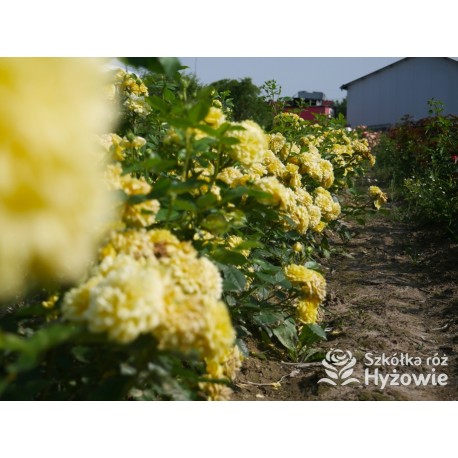 Yellow Meilove® / Anny Duperey® Duże kwiaty, nabite płatkami, żółtej barwy, bardzo przyjemnie pachnie. Lśniący liść. Niski krzew