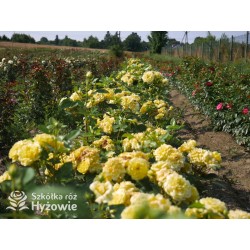 Yellow Meilove® / Anny Duperey® Duże kwiaty, nabite płatkami, żółtej barwy, bardzo przyjemnie pachnie. Lśniący liść. Niski krzew