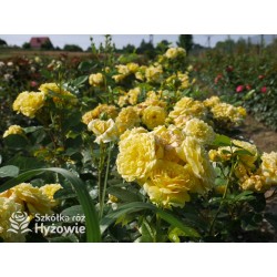 Yellow Meilove® / Anny Duperey® Duże kwiaty, nabite płatkami, żółtej barwy, bardzo przyjemnie pachnie. Lśniący liść. Niski krzew