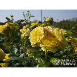 Yellow Meilove® / Anny Duperey® Duże kwiaty, nabite płatkami, żółtej barwy, bardzo przyjemnie pachnie. Lśniący liść. Niski krzew