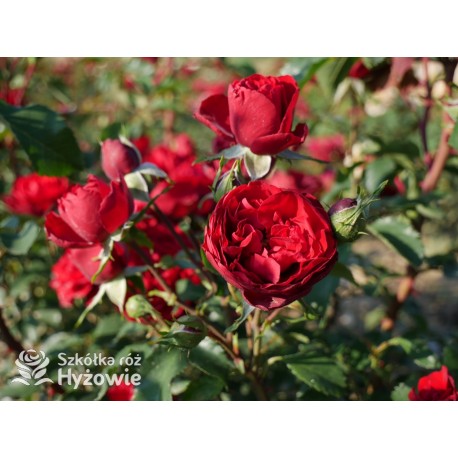 Crazy in Love Red™