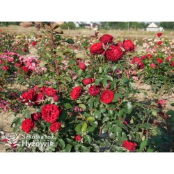 Crazy in Love Red™