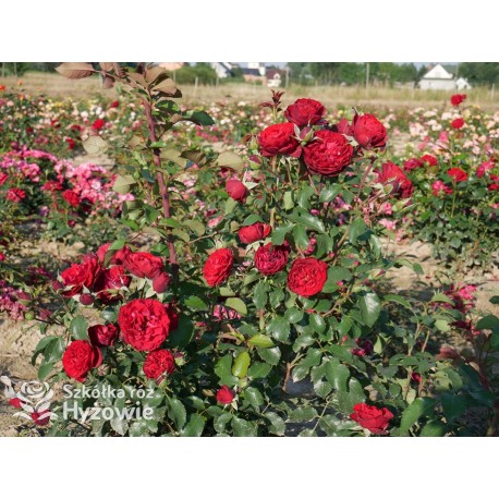 Crazy in Love Red™