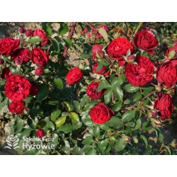 Crazy in Love Red™