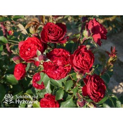 Crazy in Love Red™