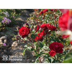 Crazy in Love Red™