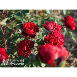 Crazy in Love Red™