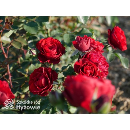 Crazy in Love Red™