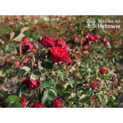 Crazy in Love Red™