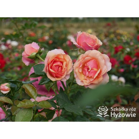 Orange Spot™ Duży kwiat, klasyczny układ, herbacianej barwy, bardzo przyjemnie pachnący. Lśniące liście. Niski krzew.