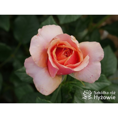 Orange Spot™ Duży kwiat, klasyczny układ, herbacianej barwy, bardzo przyjemnie pachnący. Lśniące liście. Niski krzew.