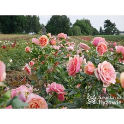 Orange Spot™ Duży kwiat, klasyczny układ, herbacianej barwy, bardzo przyjemnie pachnący. Lśniące liście. Niski krzew.