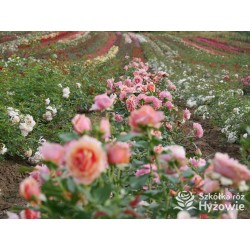 Orange Spot™ Duży kwiat, klasyczny układ, herbacianej barwy, bardzo przyjemnie pachnący. Lśniące liście. Niski krzew.