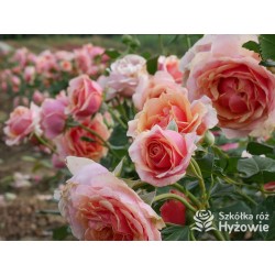 Orange Spot™ Duży kwiat, klasyczny układ, herbacianej barwy, bardzo przyjemnie pachnący. Lśniące liście. Niski krzew.