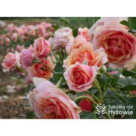 Orange Spot™ Duży kwiat, klasyczny układ, herbacianej barwy, bardzo przyjemnie pachnący. Lśniące liście. Niski krzew.