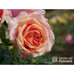 Orange Spot™ Duży kwiat, klasyczny układ, herbacianej barwy, bardzo przyjemnie pachnący. Lśniące liście. Niski krzew.