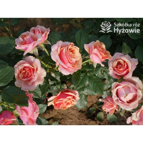 Orange Spot™ Duży kwiat, klasyczny układ, herbacianej barwy, bardzo przyjemnie pachnący. Lśniące liście. Niski krzew.