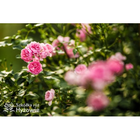 Jasmina® bogate grona pełnych , fioletowo-różowych kwiatów o mocno przyjemnym zapachu. Piękne błyszczące liście. Wysoki krzew.