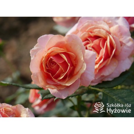 Orange Spot™ Duży kwiat, klasyczny układ, herbacianej barwy, bardzo przyjemnie pachnący. Lśniące liście. Niski krzew.