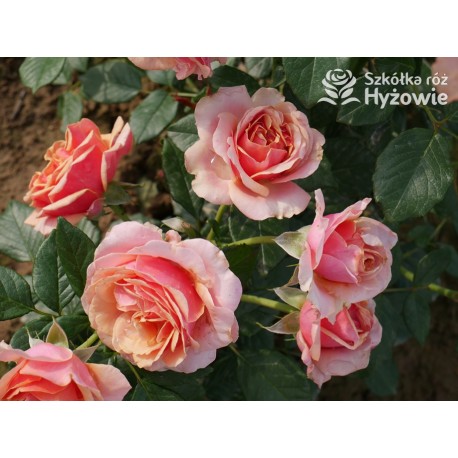 Orange Spot™ Duży kwiat, klasyczny układ, herbacianej barwy, bardzo przyjemnie pachnący. Lśniące liście. Niski krzew.