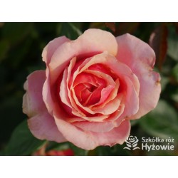 Orange Spot™ Duży kwiat, klasyczny układ, herbacianej barwy, bardzo przyjemnie pachnący. Lśniące liście. Niski krzew.