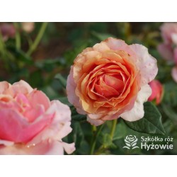 Orange Spot™ Duży kwiat, klasyczny układ, herbacianej barwy, bardzo przyjemnie pachnący. Lśniące liście. Niski krzew.