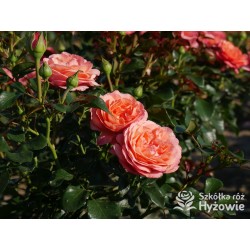 Coral Lions-Rose®