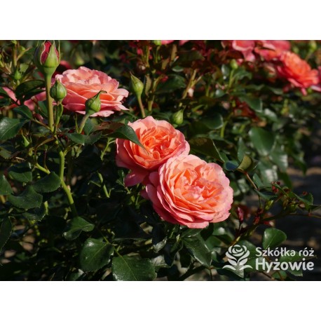 Coral Lions-Rose®
