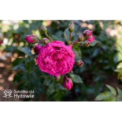 Laguna® Kwiaty pokaźne, ciemnoróżowej barwy, szczelnie wypełnione płatkami, o intensywnym zapachu. Wysoki krzew.