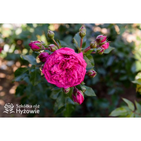 Laguna® Kwiaty pokaźne, ciemnoróżowej barwy, szczelnie wypełnione płatkami, o intensywnym zapachu. Wysoki krzew.