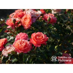 Coral Lions-Rose®