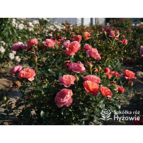 Coral Lions-Rose®