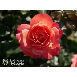 Coral Lions-Rose®