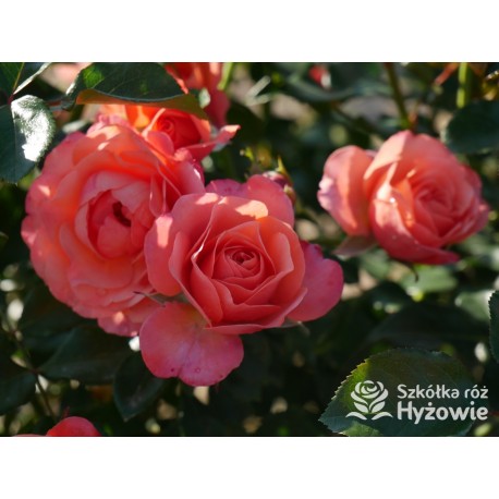 Coral Lions-Rose®