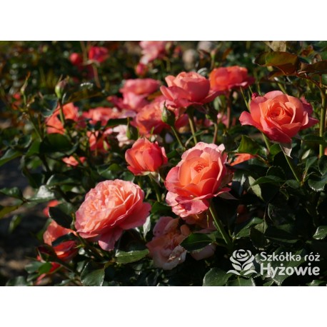 Coral Lions-Rose®