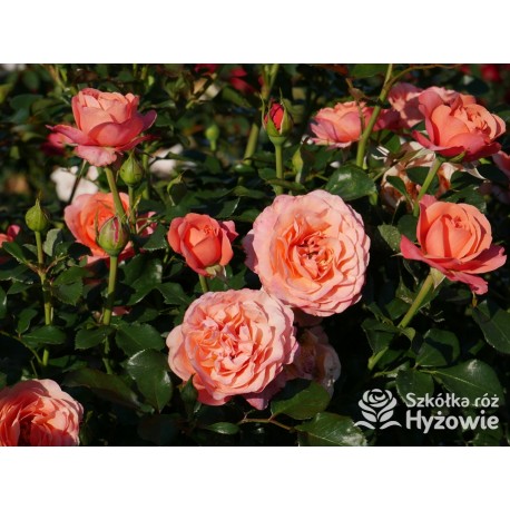 Coral Lions-Rose®
