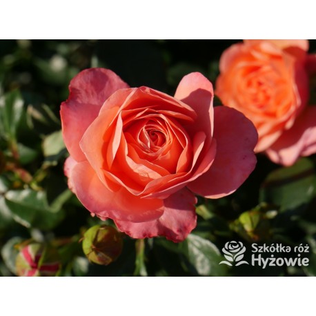 Coral Lions-Rose®