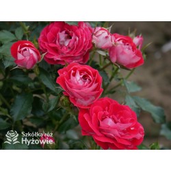 Corazon® Drobne, pełne kwiaty, białe-czerwonej barwy. Niziutki krzew.