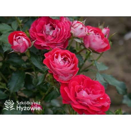 Corazon® Drobne, pełne kwiaty, białe-czerwonej barwy. Niziutki krzew.