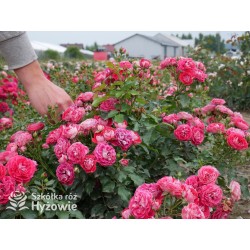 Corazon® Drobne, pełne kwiaty, białe-czerwonej barwy. Niziutki krzew.