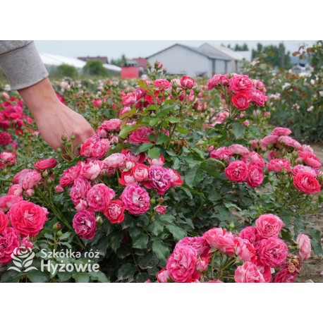 Corazon® Drobne, pełne kwiaty, białe-czerwonej barwy. Niziutki krzew.