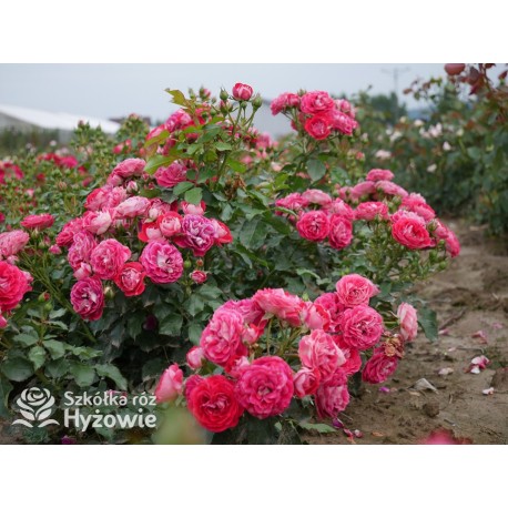 Corazon® Drobne, pełne kwiaty, białe-czerwonej barwy. Niziutki krzew.