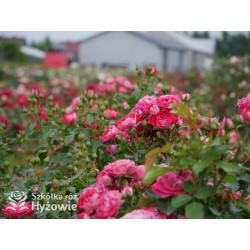 Corazon® Drobne, pełne kwiaty, białe-czerwonej barwy. Niziutki krzew.